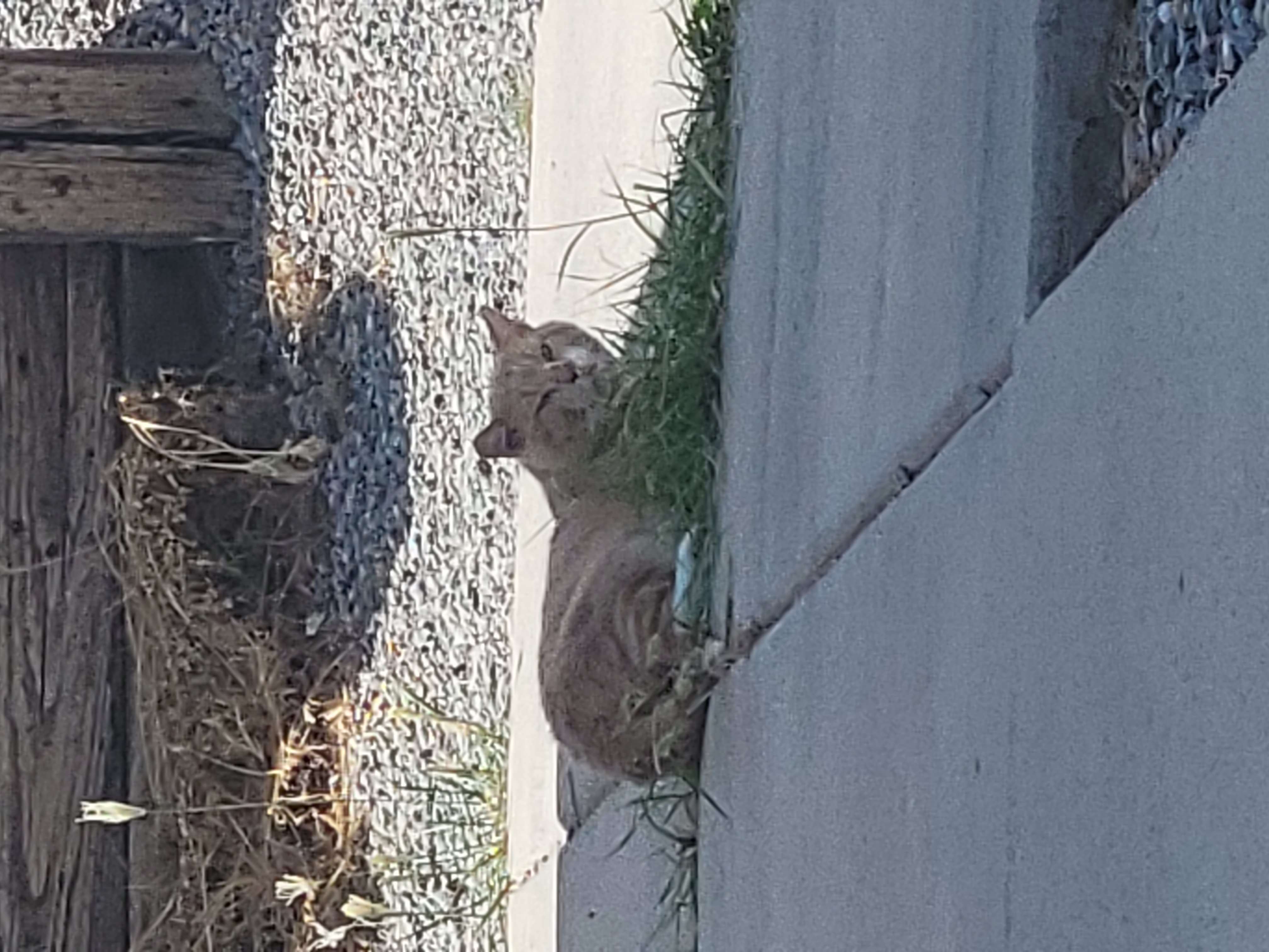 Yellow and white cat lays on grass growing out of a concrete driveway.